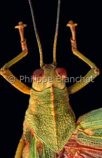 Titamacris humboldti.JPG - Titamacris humboldti (Portrait)CriquetGrasshopperOrthopteraRomaleidaeEquateur